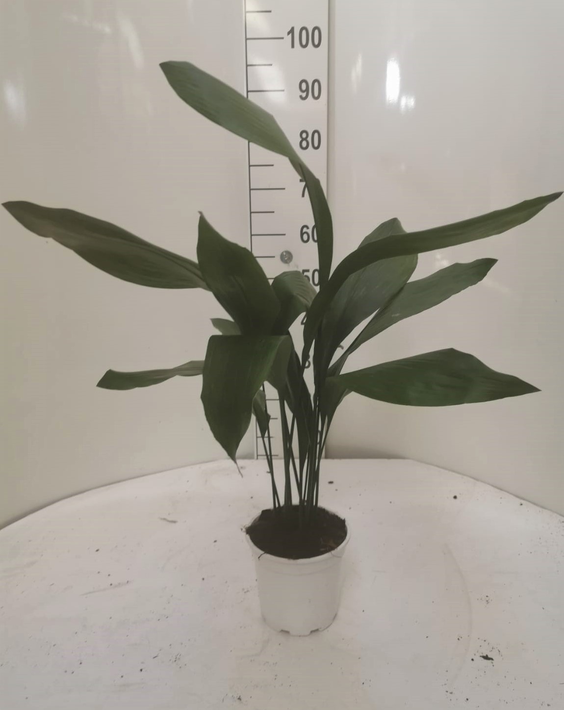 ASPIDISTRA C 17